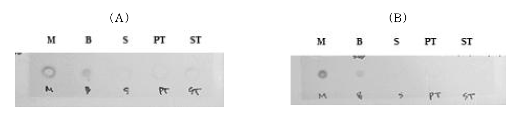 His-tagged protein 발현 확인을 위한 Dot-blot 분석; (A) No induction, (B) Induction