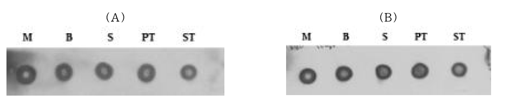 His-tagged protein 발현 확인을 위한 Dot-blot 분석; (A) No induction, (B) Induction