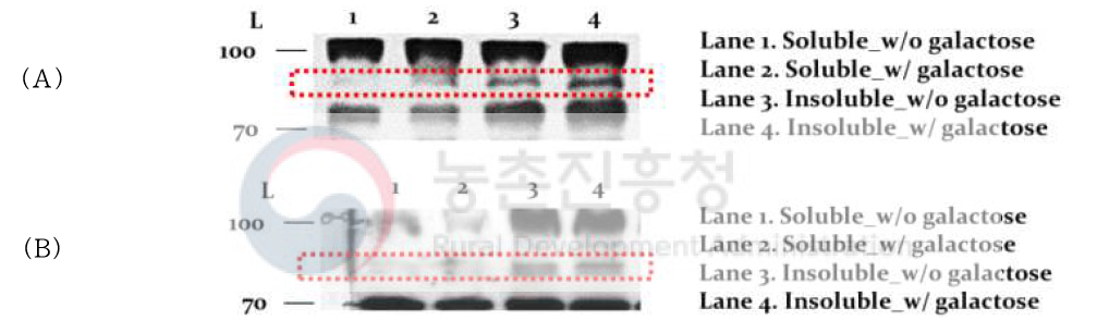 His-tagged protein 발현 확인을 위한 western blot 분석; (A) P22 TSP, (B) Sf6 TSP