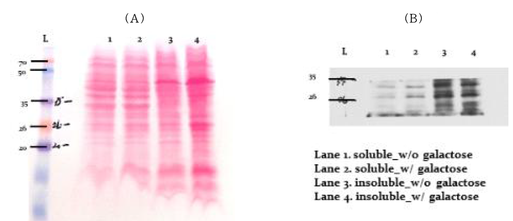 Specific 단백질 샘플의 his-tagged protein 발현 확인을 위한 분석; (A) Transfer된 membrane, (B) western blot film 현상
