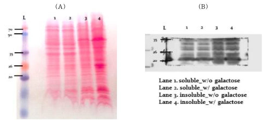 Specific 단백질 샘플의 his-tagged protein 발현 확인을 위한 분석; (A) Transfer된 membrane, (B) western blot film 현상