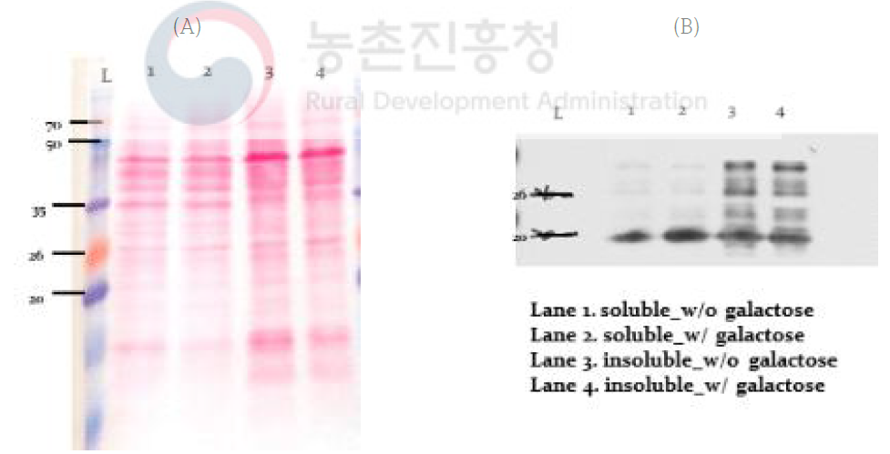 Specific 단백질 샘플의 his-tagged protein 발현 확인을 위한 분석; (A) Transfer된 membrane, (B) western blot film 현상