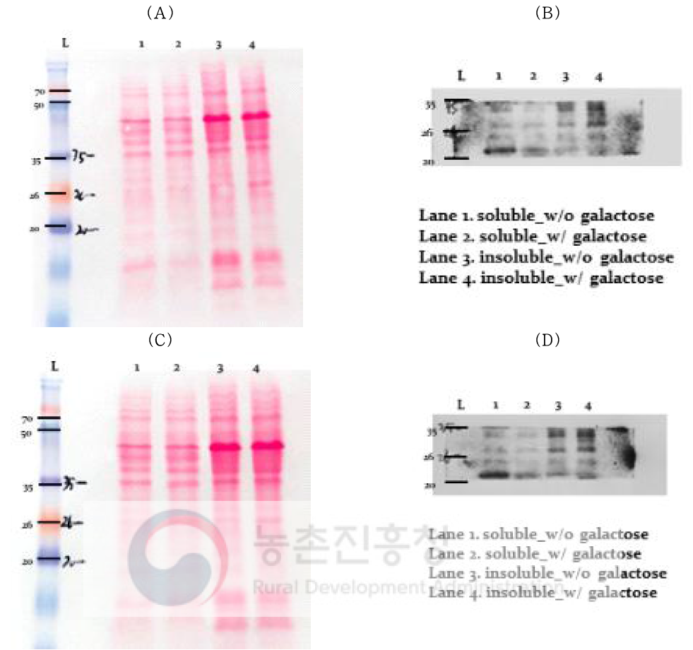 Specific 단백질 샘플의 his-tagged protein 발현 확인을 위한 분석; (A) 50 μg 단백질의 Transfer된 membrane, (B) 50 μg 단백질의 western blot film 현상 (C) 60 μg 단백질의 Transfer된 membrane, (D) 60 μg 단백질의 western blot film 현상