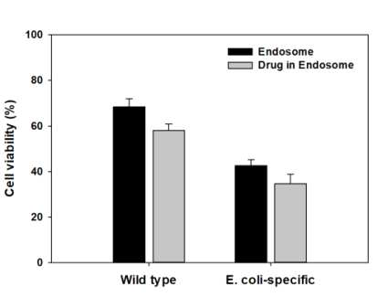 약물을 포함한 표면변형 엔도솜의 E. coli에 대한 항균 활성 확인