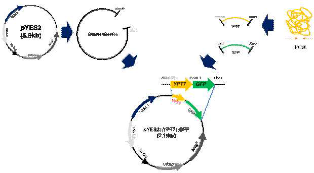 YPT7 단백질을 부분 결여시킨 재조합 벡터 제작 과정