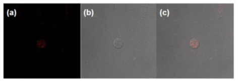 공초점 레이저 주사현미경 분석 결과. (a)다우노루비신, (b)효모 세포, (c)병합 ]