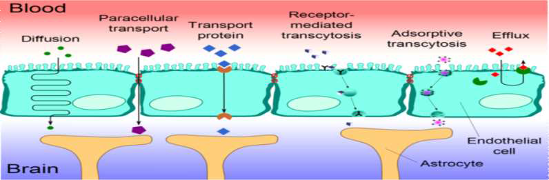 Blood Brain Barrier