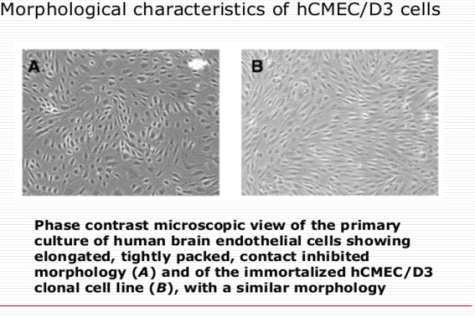 Morphological characteristics of hCMEC/D3 cells