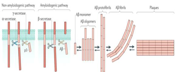 Frank L. Heppner et al 2015 The aggregation Aβ contributes to synaptic dysfunction