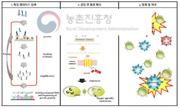 표면변형 엔도솜의 연구 및 활용에 대한 전체적인 모식도