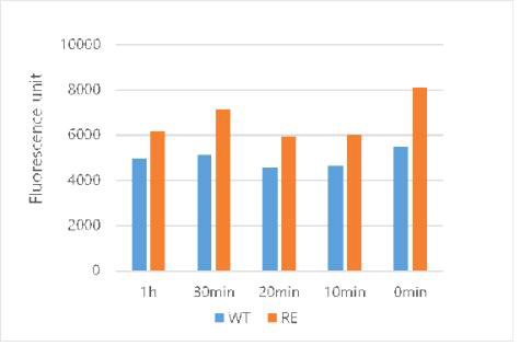 Comparision of the endosome decomposition in WT and Recombinant