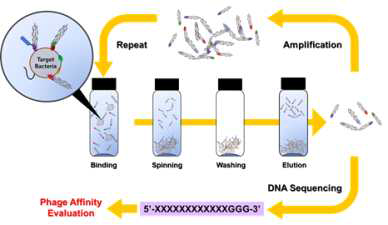 Whole cell을 사용한 Phage display의 bio-panning 과정