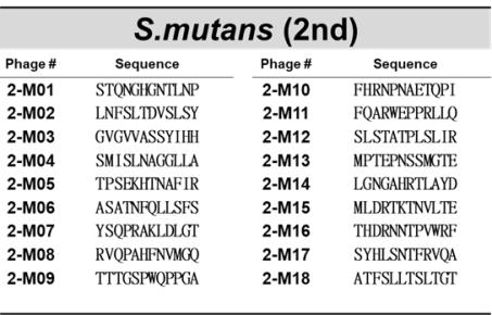 충치균(S. mutansi)을 표적으로 한 2차 바이오패닝에의해 선별된 파지의 DNA서열