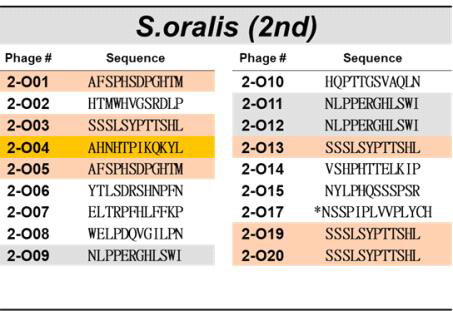 충치균(S. oralis)을 표적으로 한 2차 바이오패닝에의해 선별된 파지의 DNA서열