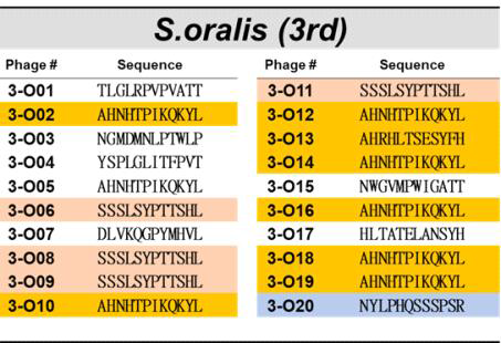 충치균(S. oralis)을 표적으로 한 3차 바이오패닝에의해 선별된 파지의 DNA서열