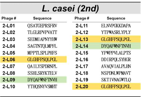 젖산균(L. casei)을 표적으로 한 2차 바이오패닝에의해 선별된 파지의 DNA서열