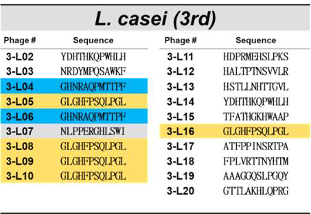 젖산균(L. casei)을 표적으로 한 3차 바이오패닝에의해 선별된 파지의 DNA서열