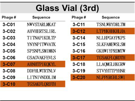 유리 바이알(Glass vial)을 표적으로 한 3차 바이오패닝에의해 선별된 파지의 DNA서열