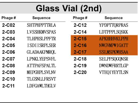 유리 바이알(Glass vial)을 표적으로 한 2차 바이오패닝에의해 선별된 파지의 DNA서열