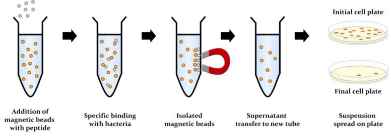 Magnetic bead에 고정된 펩타이드를 이용한 항균활성 확인 모식도