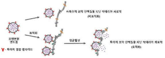 표면 변형 엔도솜의 특정 병원균에 대한 항균활성 기작 모식도