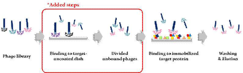 수정된 phage display 기법을 통한 펩타이드 선별 과정 모식도