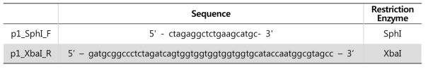 P1+6xHis-tag DNA 증폭을 위한 primer 서열