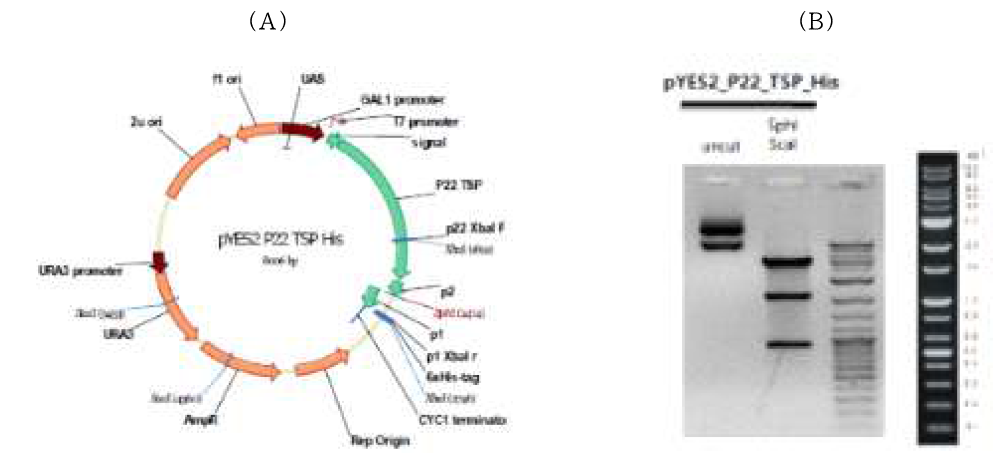 6xHis-tag된 재조합 벡터 확인; (A)6xHis-tag된 재조합 벡터 맵, (B)제한 효소 절단 패턴 분석위한 전기영동