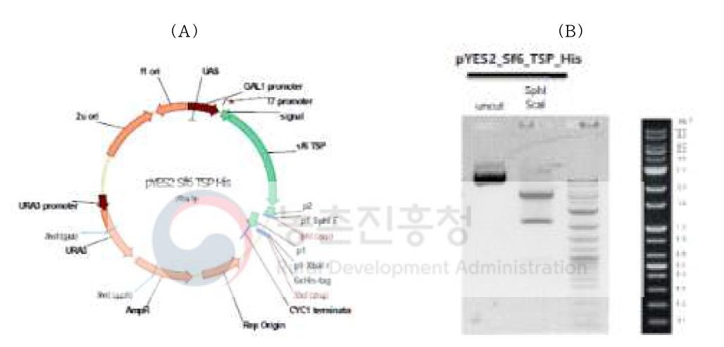 6xHis-tag된 재조합 벡터 확인; (A)6xHis-tag된 재조합 벡터 맵, (B)제한 효소 절단 패턴 분석위한 전기영동