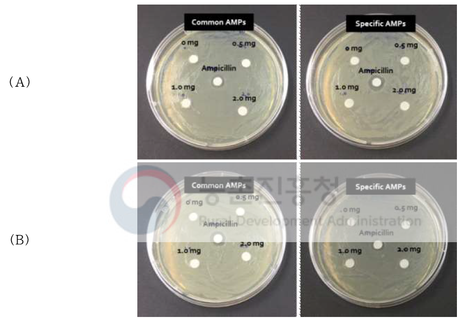항균 펩타이드로서의 가능성 확인을 위한 zone of inhibition test; (A)대장균에 대한 펩타이드 처리, (B)황색포도상구균에 대한 펩타이드 처리
