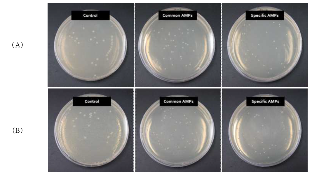 항균 펩타이드로서의 가능성 확인을 위한 항균활성 도말 테스트; (A)대장균에 대한 펩타이드 처리, (B)황색포도상구균에 대한 펩타이드 처리