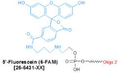펩타이드의 5‘ 말단에 부착되는 FAM의 모식도
