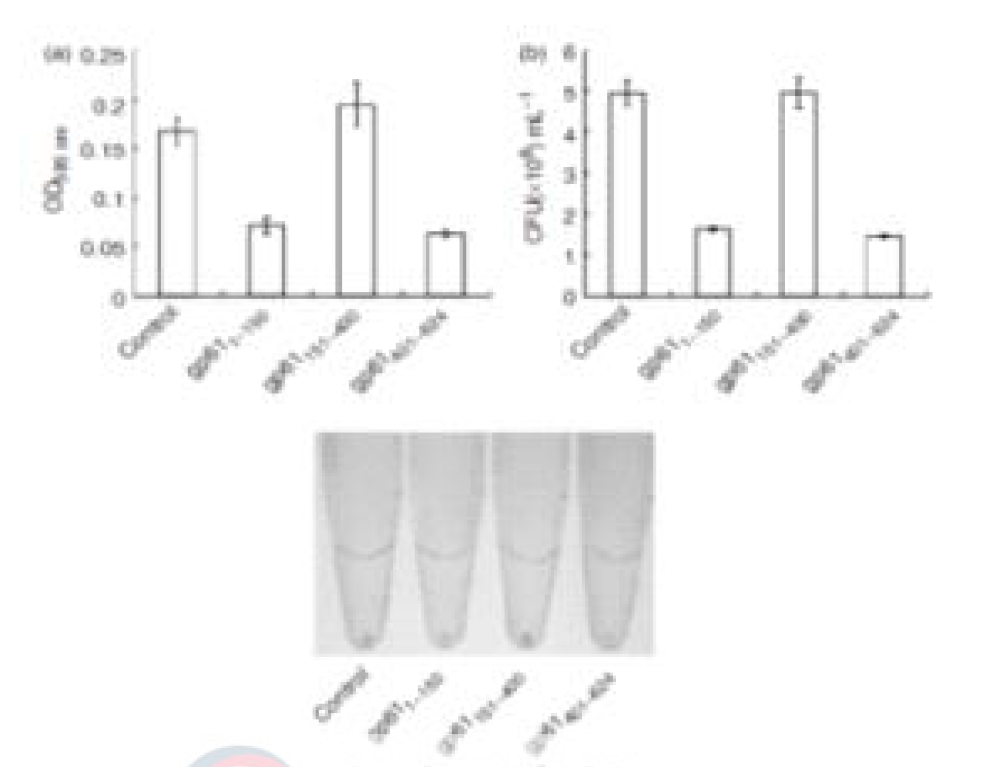 ΦMR11 gp61의 여러 도메인의 bacteriolytic activity 확인