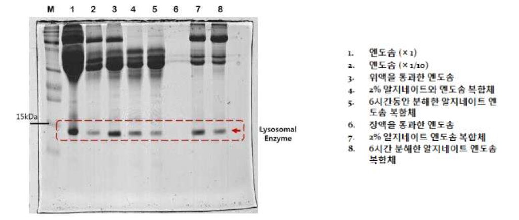 SDS-PAGE를 통한 엔도솜-알지네이트 올리고당 복합체의 장내 엔도솜 방출 확인