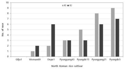 남한의 대표적인 KI와 KJ 레이스들의 북한 대표 품종들에 대한 반응 비율