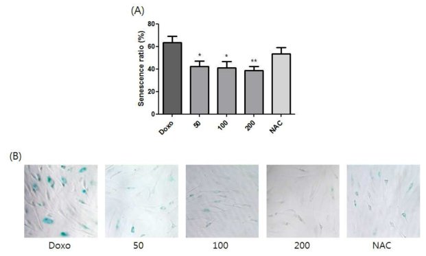 노랑느타리버섯 추출물의 피부섬유아세포에서 독소루비신 유발 세포 노화 억제 세포 노화는 SA-β-gal 염색에 의해 평가. (A) 세포 노화 비율. NAC, 10 μM N- 아세틸 -L- 시스테인. : 통계적 유의성 : 각각 Doxo와 비교하여 ** < 0.01, * < 0.05 (B) SA-β-gal 활성 염색 (x 100)