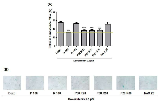 노랑느타리버섯과 숙성한 지황 추출물의 조합 비율별 피부세포 노화 저해 (A) Cellular senescence ratio (%), (B) SA beta Gal 염색된 HDF 세포 Doxo, Doxorubicin 0.5 μM 4시간 처리. P:노랑느타리버섯 추출물, R:숙성한 지황 추출물, 단위: μg/mL, NAC 20; N-Acetyl-L-cysteine 20 μM 통계적 의의: **은 Doxo와 비교하여 p<0.01 , ***은 Doxo와 비교하여 p<0.001