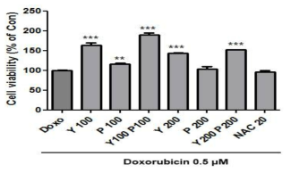 Doxorubicin으로 노화된 피부세포에서 노랑느타리버섯과 닥나무가지 추출 혼합물의 세포독성 P:닥나무가지 추출물, Y:노랑느타리버섯 추출물, 단위: μg/mL, NAC 20, N-Acetyl-L-cysteine 20 μM 통계적 의의: 각각의 **은 Doxo와 비교하여 p<0.01, ***은 Doxo와 비교하여 p<0.001