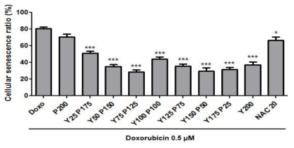 노랑느타리버섯과 닥나무 가지 추출 혼합물의 혼합 비율별 피부세포 세포노화 저해 효과 P:닥나무가지 추출물, Y:노랑느타리버섯 추출물, 단위: μg/mL, NAC 20, N-Acetyl-L-cysteine 20 μM. 통계적 의의: * 은 Doxo와 비교하여 p<0.05, ***은 Doxo와 비교하여 p<0.001