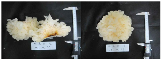 흰목이버섯 자실체 특성 조사