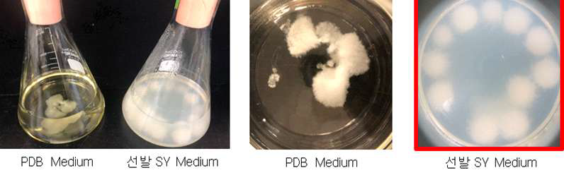 선발 배지의 액체배양 및 균사체량 비교 시험