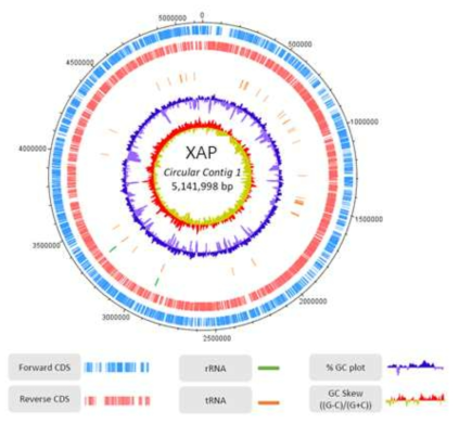 복숭아 세균구멍병균 XAP의 유전체 분석 결과