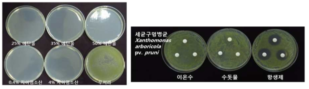 세균구멍병균 방제용 자재 선발 시험 (좌 : 에탄올, 차아염소산나트륨, 우 : 이온수)