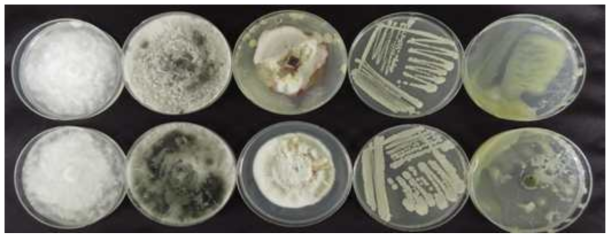 세라믹 희석액을 이용한 세균구멍병균 및 탄저병균 시들음병균 생육억제효과 시험