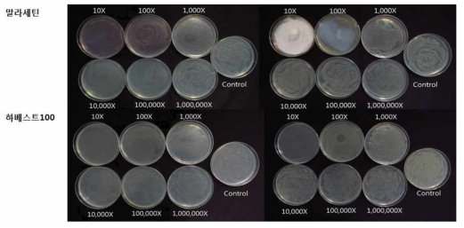 식물 유래의 추출물을 이용한 세균구멍병균 생육억제효과 시험 (위 : 말라세틴, 아래: 하베스트100)