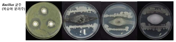 복숭아 유래의 Bacillus sp. 균주를 이용한 세균구멍병균 및 곰팡이병균 생육 억제효과 시험