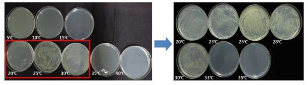 세균구멍병균 생육적온 시험(좌 : 온도범위 5~40℃, 우 : 온도범위 20~35℃)