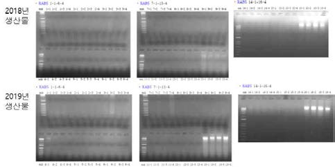 점무늬병 PCR산물 전기영동결과