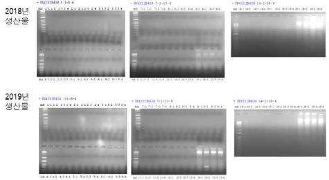 껍질마름병 PCR산물 전기영동결과