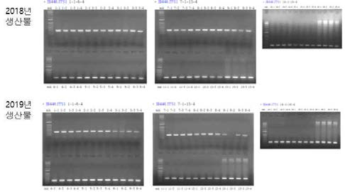 잎마름병 PCR산물 전기영동결과